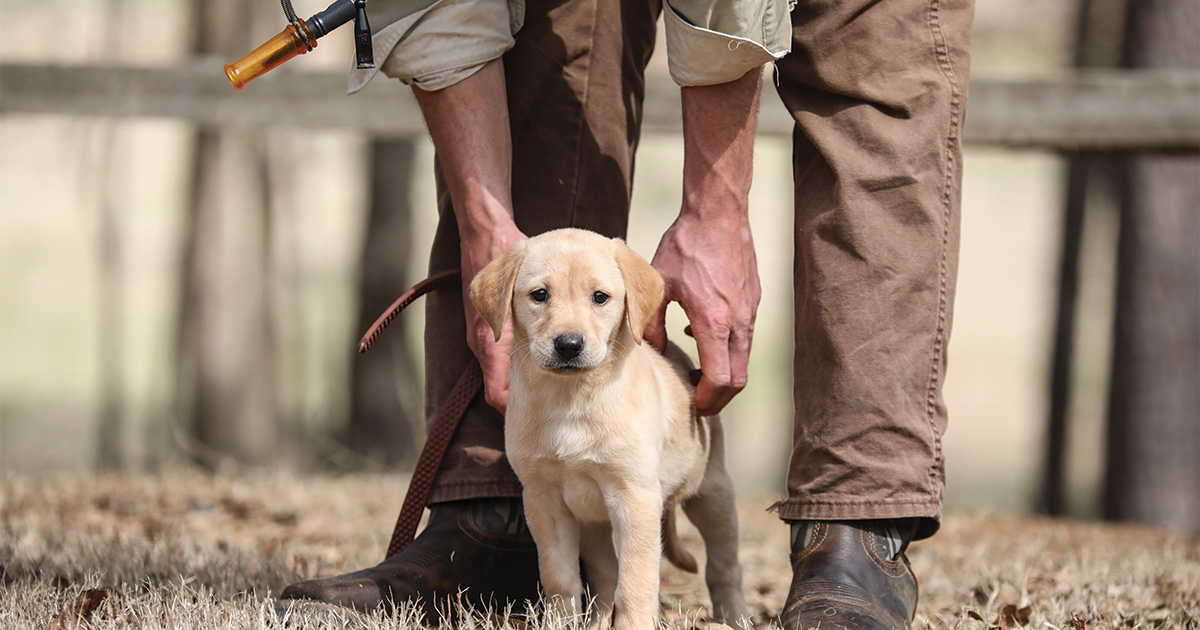 Mastering Puppy Training Quick Tips from Wildrose Kennels Mike Stewart Ducks Unlimited
